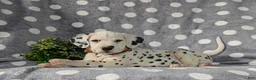 Dalmatian dogs for sale: Kagan - Ad 7