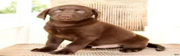 Labrador Retriever dogs for sale: Gator - Ad 6