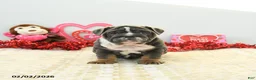 English Bulldog dogs for sale: Bree - Ad 4