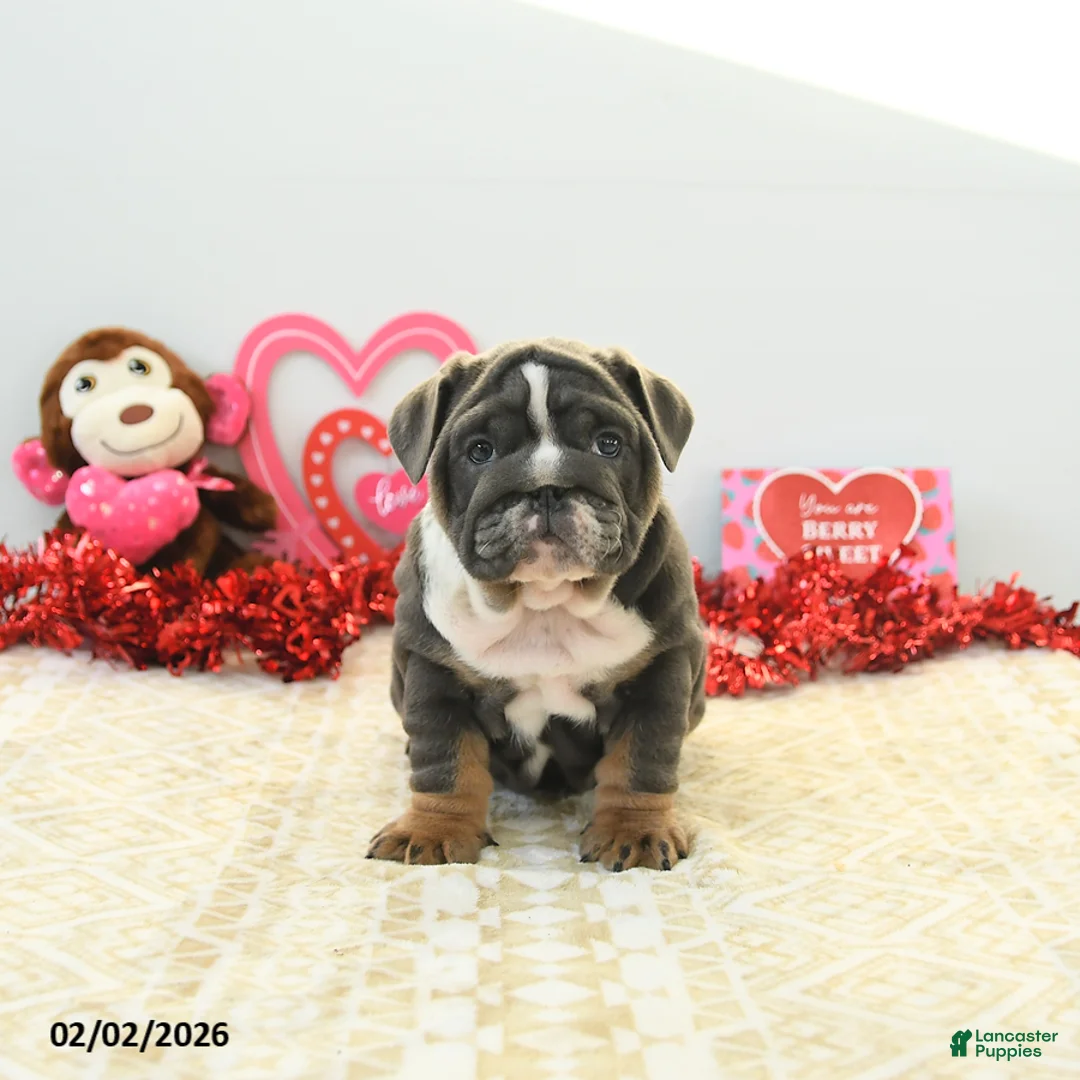 English Bulldog dogs for sale: Bree - Ad 4