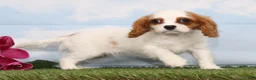 Cavalier King Charles Spaniel dogs for sale: CeCe - Ad 4