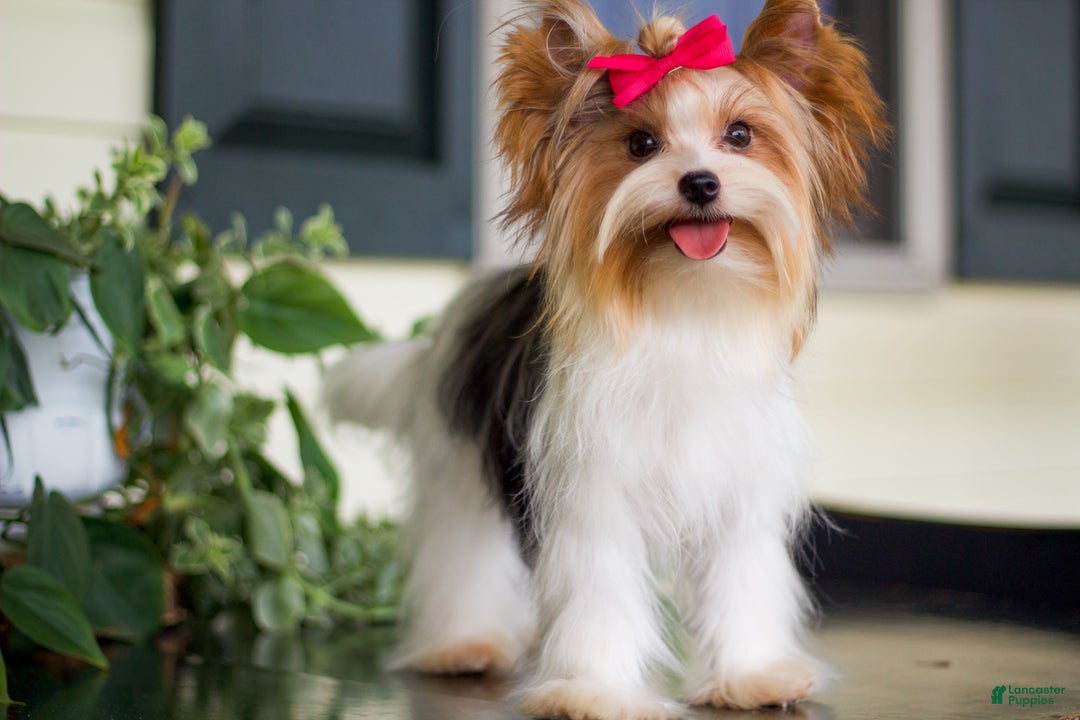 Biewer Terrier dogs for sale: Pippin - Ad 8