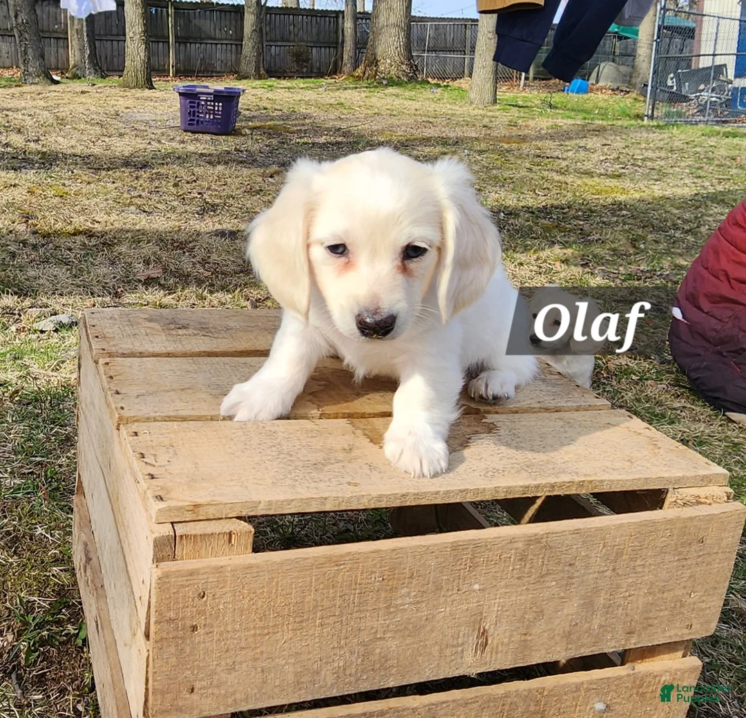 Miniature Dachshund dogs for sale: Olaf - Ad 1