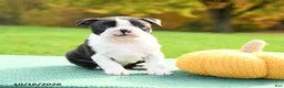 Boston Terrier dogs for sale: Nora - Ad 4