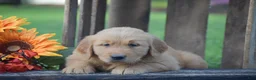 Golden Retriever dogs for sale: Penelope - Ad 4