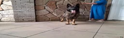 German Shepherd dogs for sale: Rudolph - Ad 5