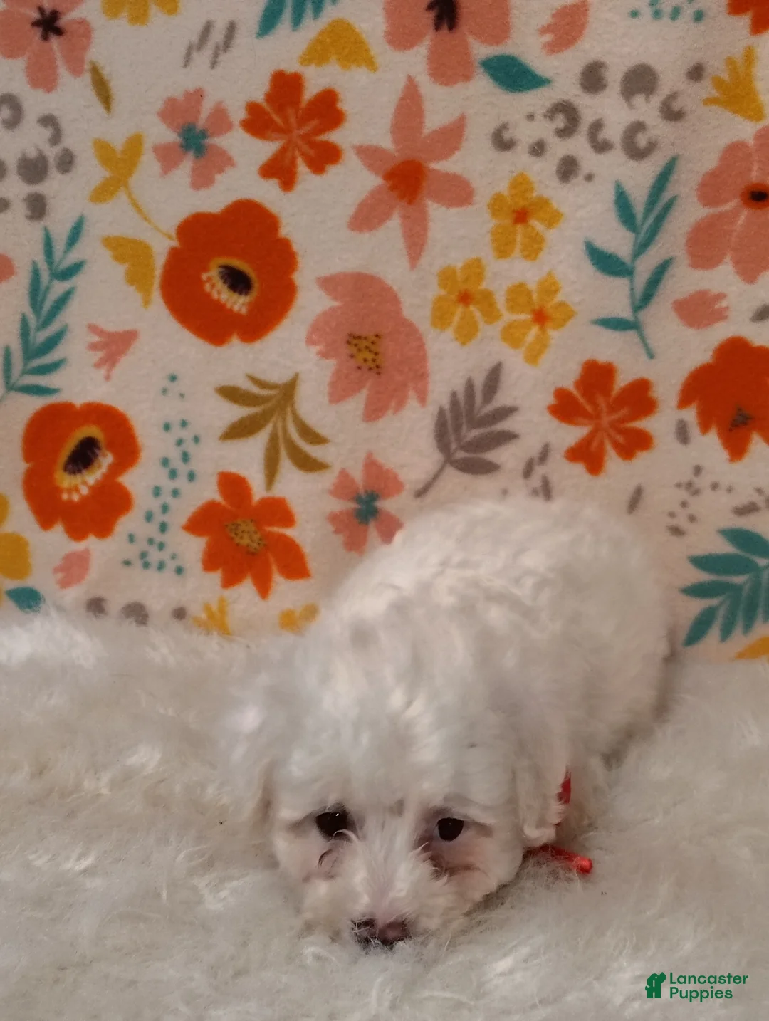 Sheepadoodle dogs for sale: Max - Ad 8