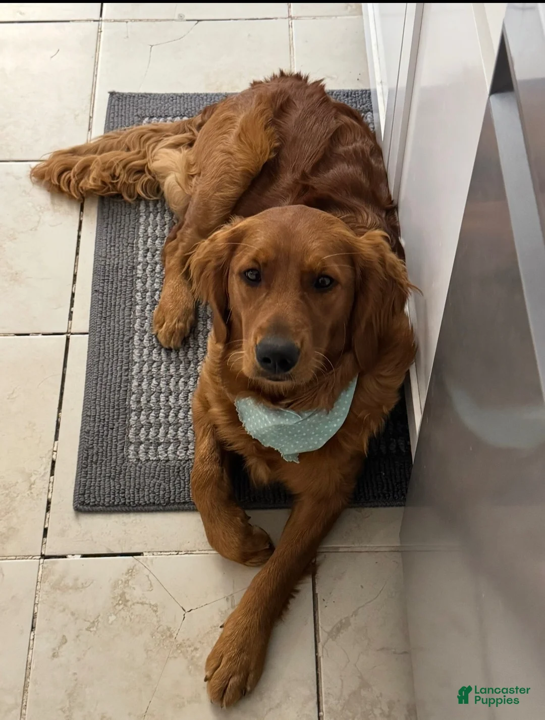 Golden Retriever dogs for sale: Golden Retriever 3 - Ad 2