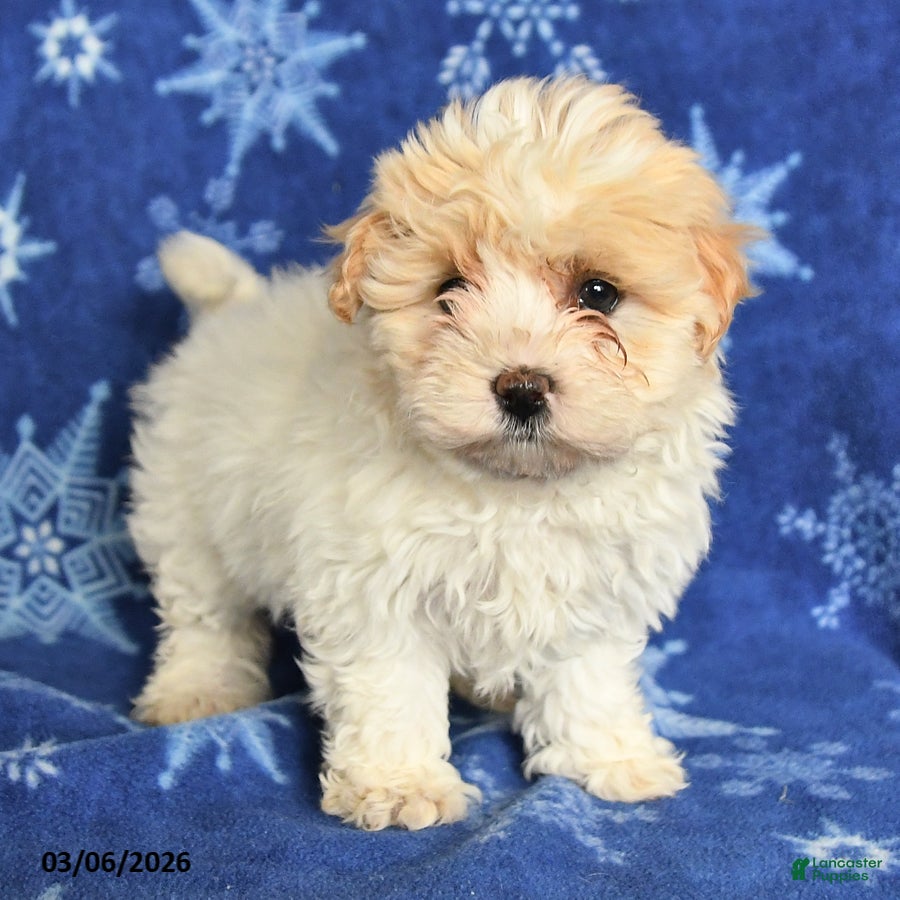 Maltipoo dogs Macy - Ad 2