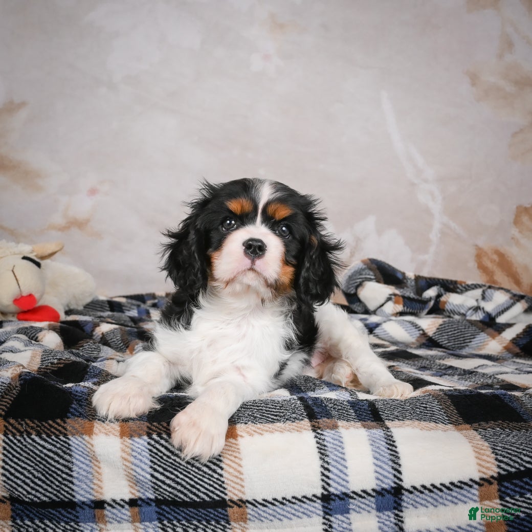 Cavalier King Charles Spaniel dogs Mia - Ad 6