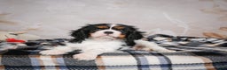 Cavalier King Charles Spaniel dogs for sale: Mia - Ad 6