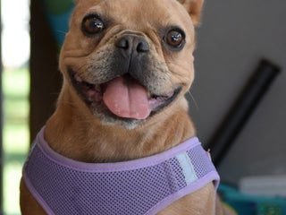 French Bulldog dogs - Ad 24