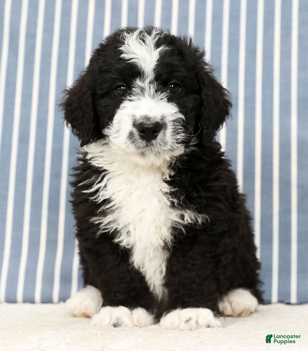 Mini Bernedoodle dogs Toby - Ad 15
