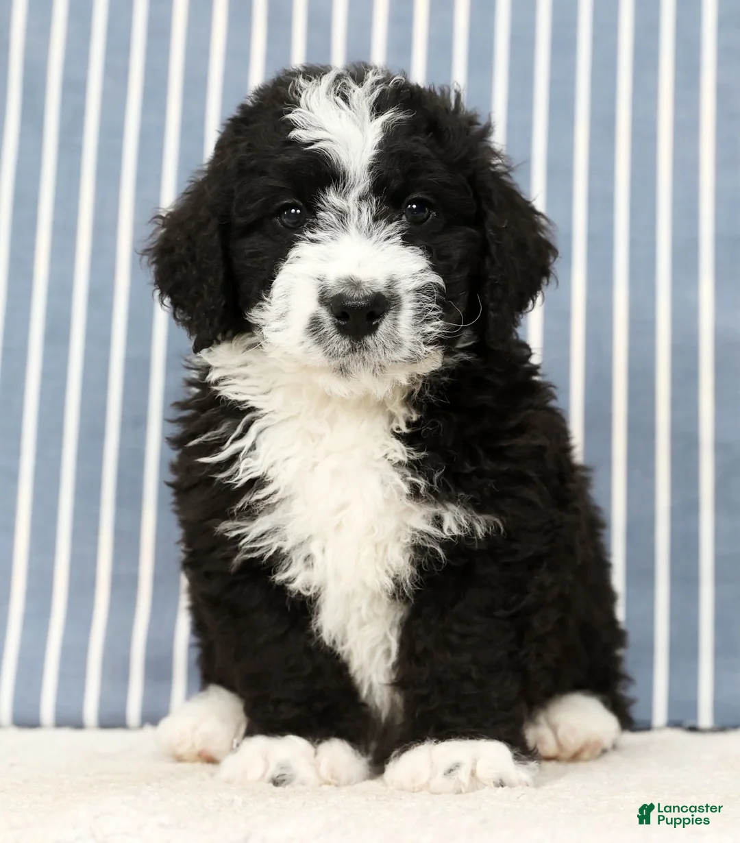 Mini Bernedoodle dogs for sale: Toby - Ad 1