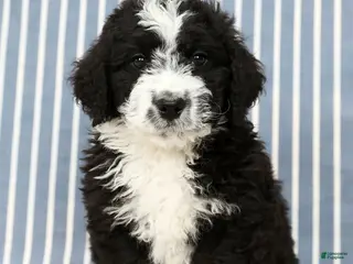 Mini Bernedoodle dogs Toby - Ad 15