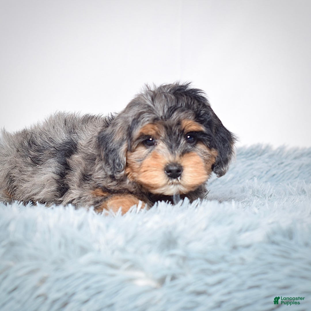 Mini Goldendoodle dogs for sale: Mr. Rambo - Ad 6