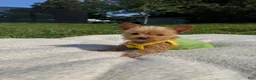 Yorkshire Terrier dogs for sale: Yorkshire Terrier 1 - Ad 10