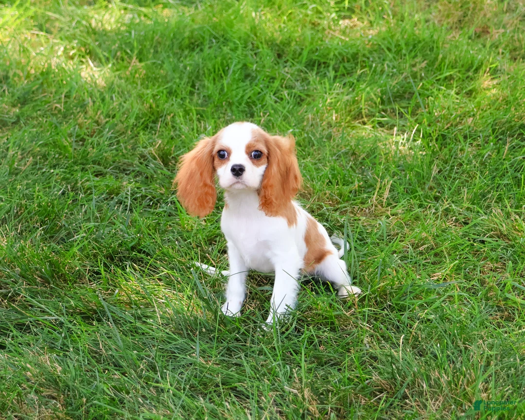 Cavalier King Charles Spaniel dogs for sale: Khalil - Ad 1