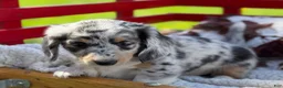 Miniature Dachshund dogs for sale: Benny - Ad 3