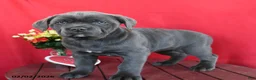 Cane Corso dogs for sale: Sarah - Ad 2