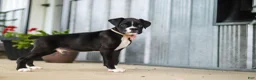 Boxer dogs for sale: Fido - Ad 5