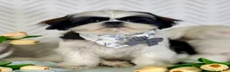 Shih Tzu dogs for sale: Spriggs - Ad 2