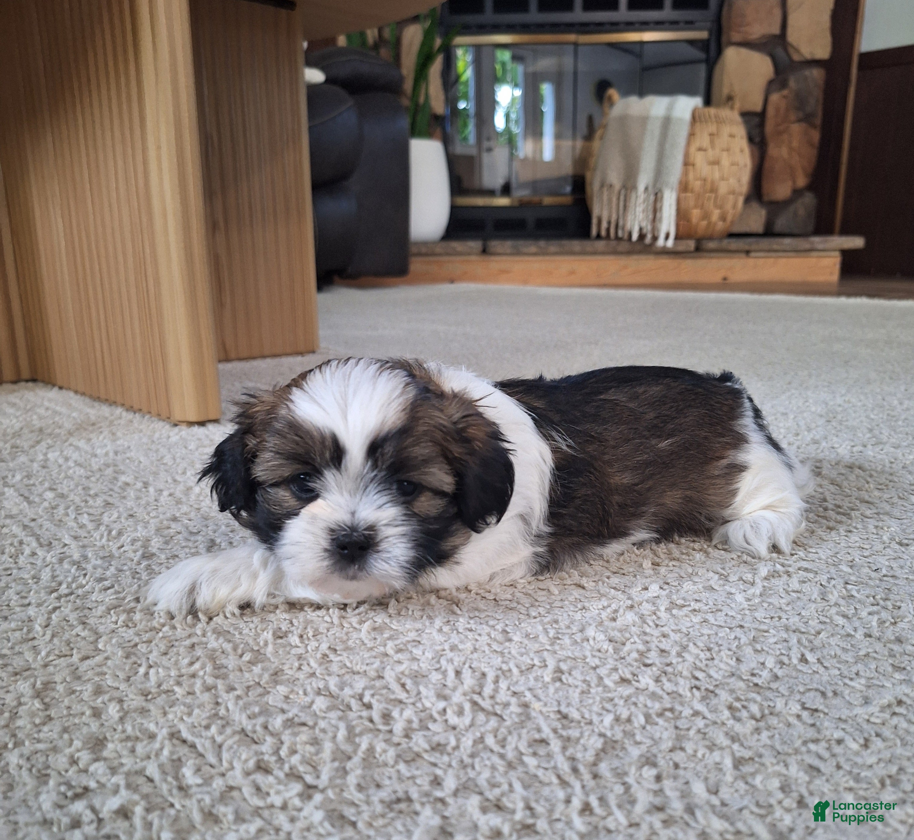 Shih Tzu dogs Layla  - Ad 1