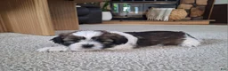 Shih Tzu dogs for sale: Layla  - Ad 1
