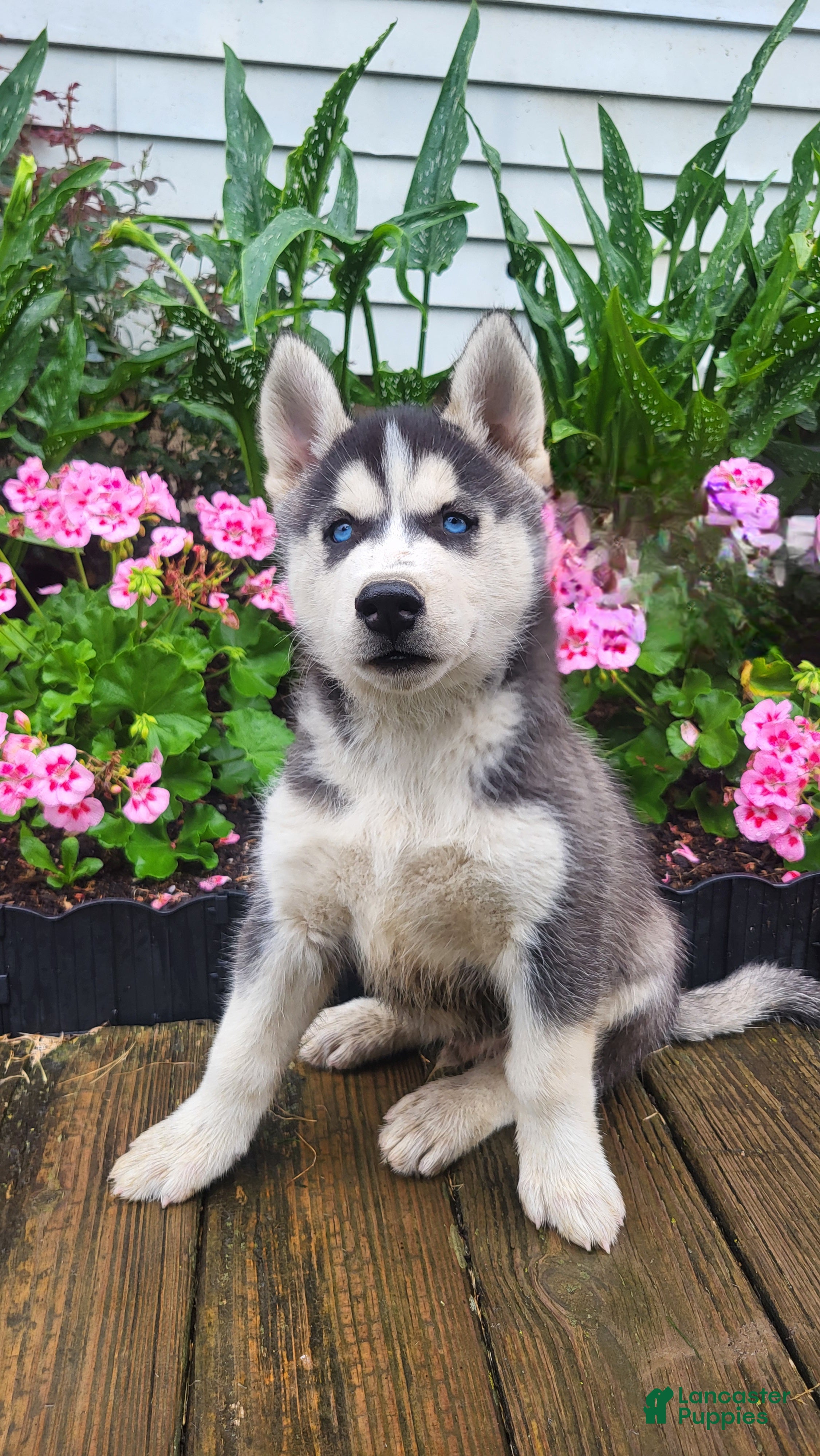 Siberian Husky dogs for sale: Jordan - Ad 2
