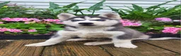 Siberian Husky dogs for sale: Jordan - Ad 1