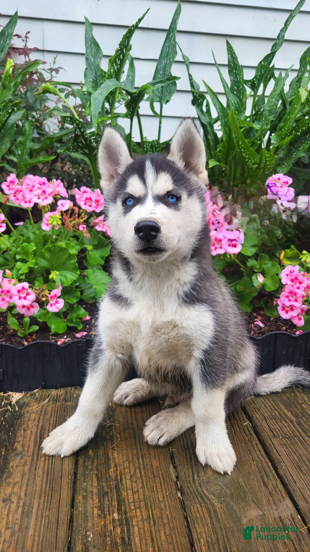 Siberian Husky dogs for sale: Jordan - Ad 1