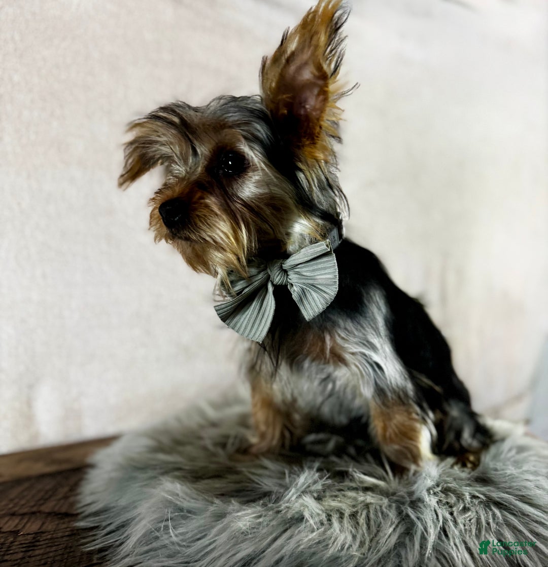 Yorkshire Terrier dogs for sale: Koby - Ad 13