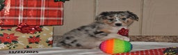 Australian Shepherd dogs for sale: Dewey - Ad 2