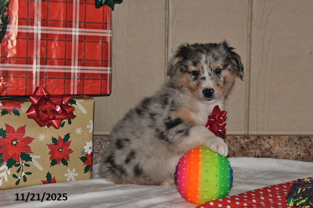 Australian Shepherd dogs for sale: Dewey - Ad 2