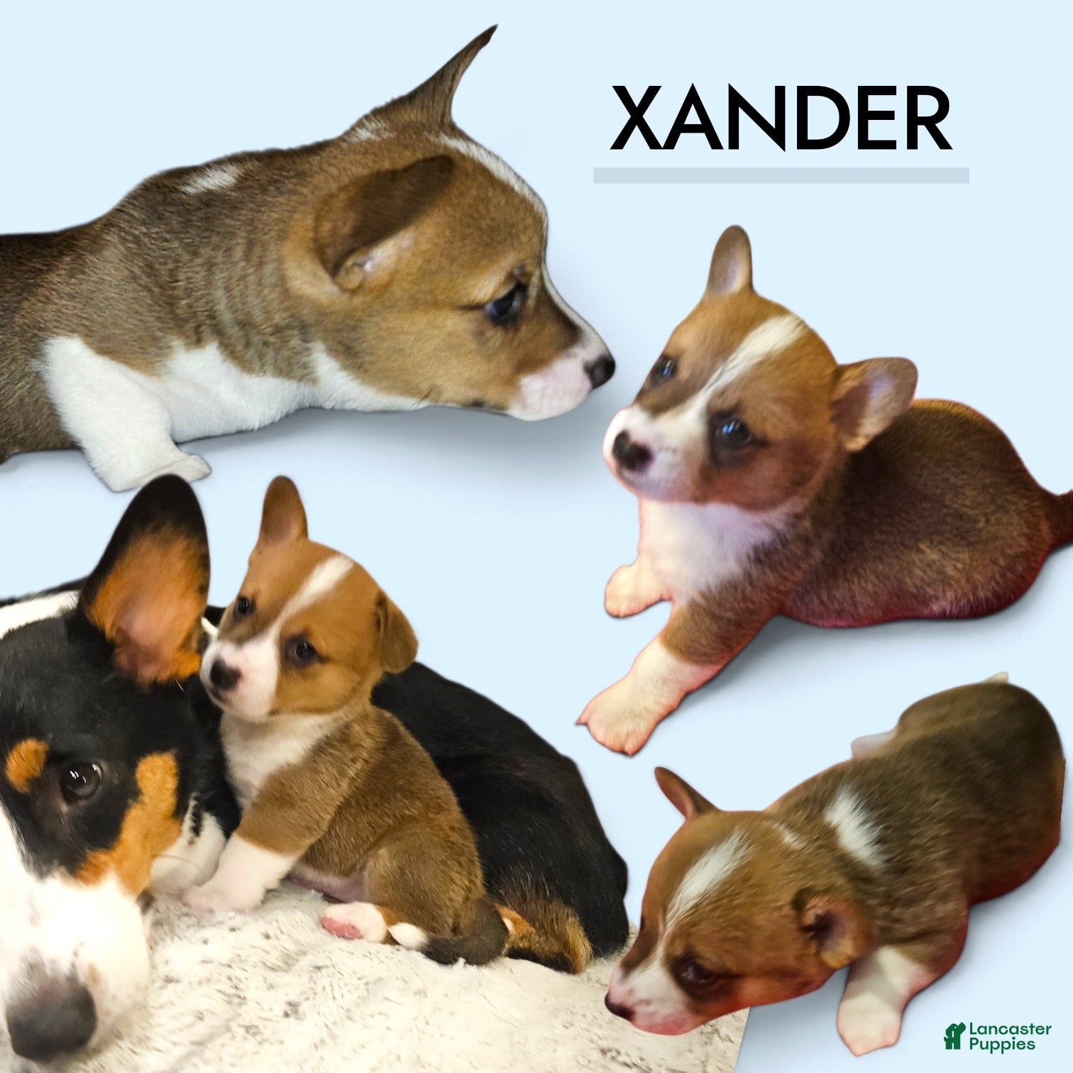 Mixed Breed dogs Xander - Ad 1