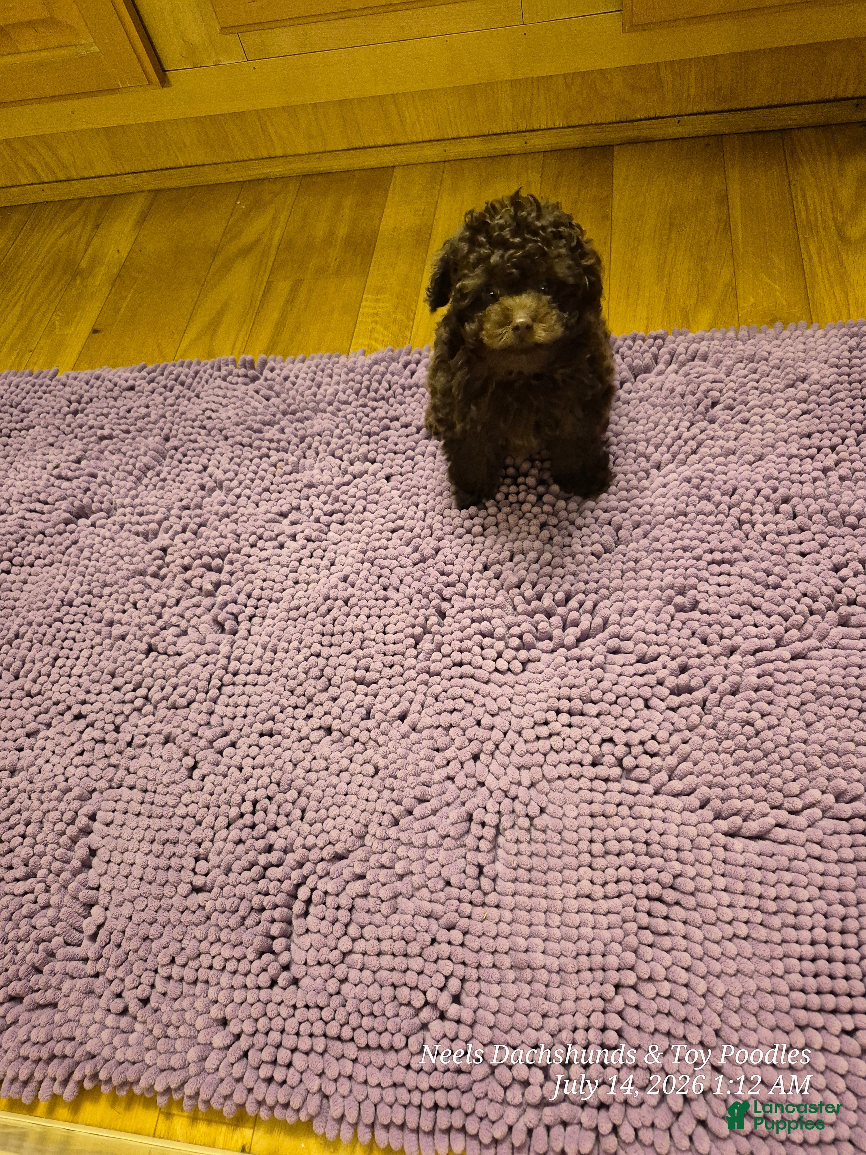 Toy Poodle dogs Yum Yum - Ad 2