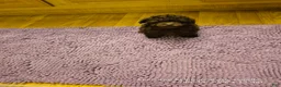 Toy Poodle dogs for sale: Yum Yum - Ad 2