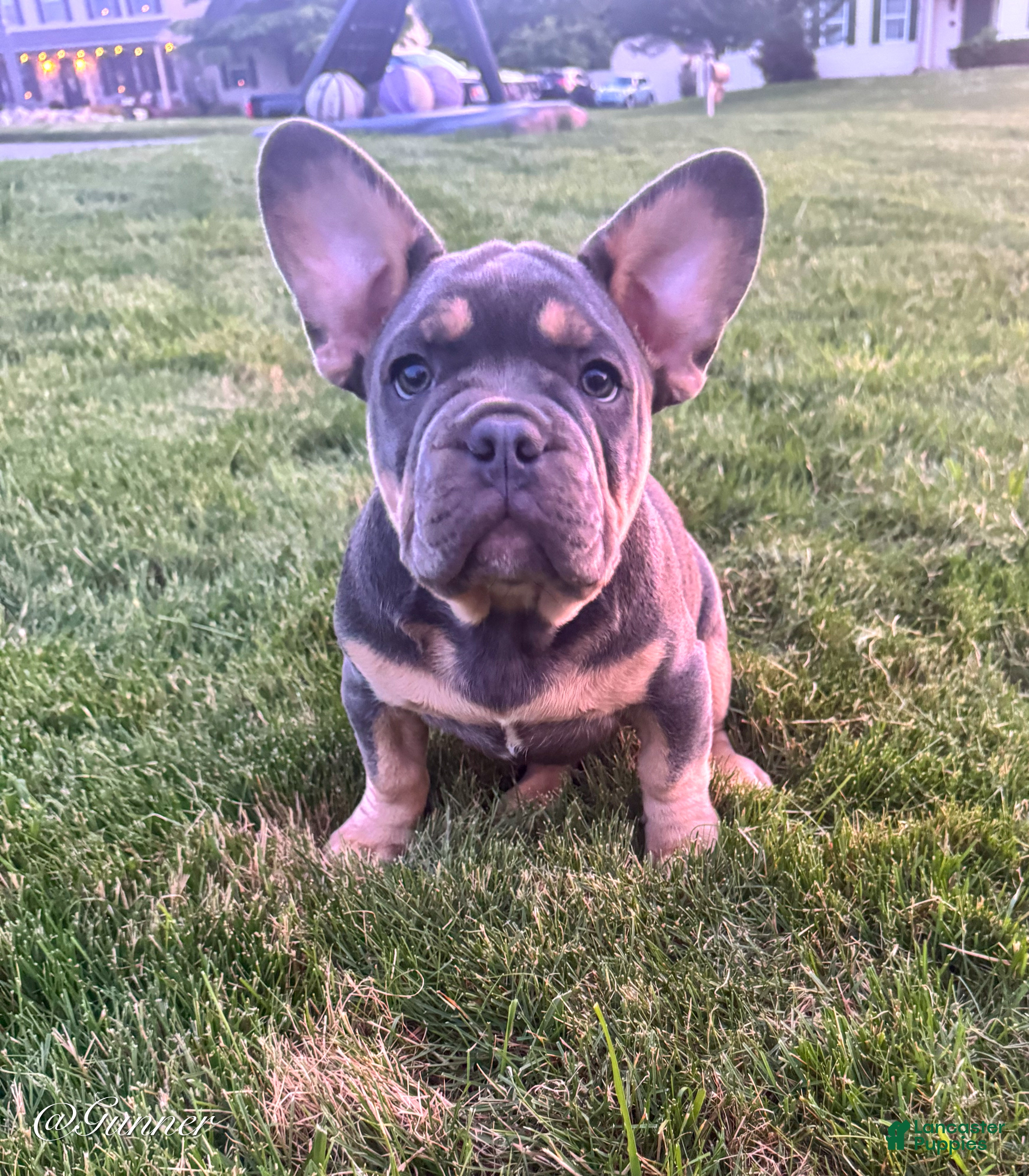 French Bulldog dogs Gunner  - Ad 2