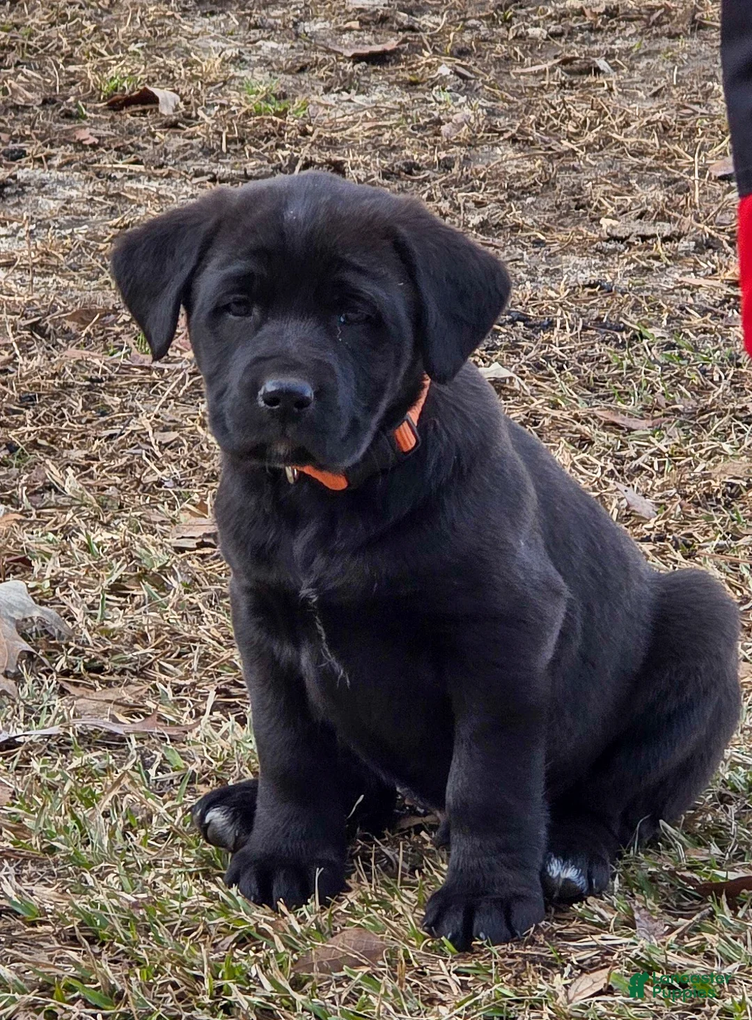 Mixed Breed dogs for sale: Roger - Puppy 2 - Ad 1