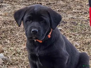 Mixed Breed dogs Roger - Puppy 2 - Ad 11