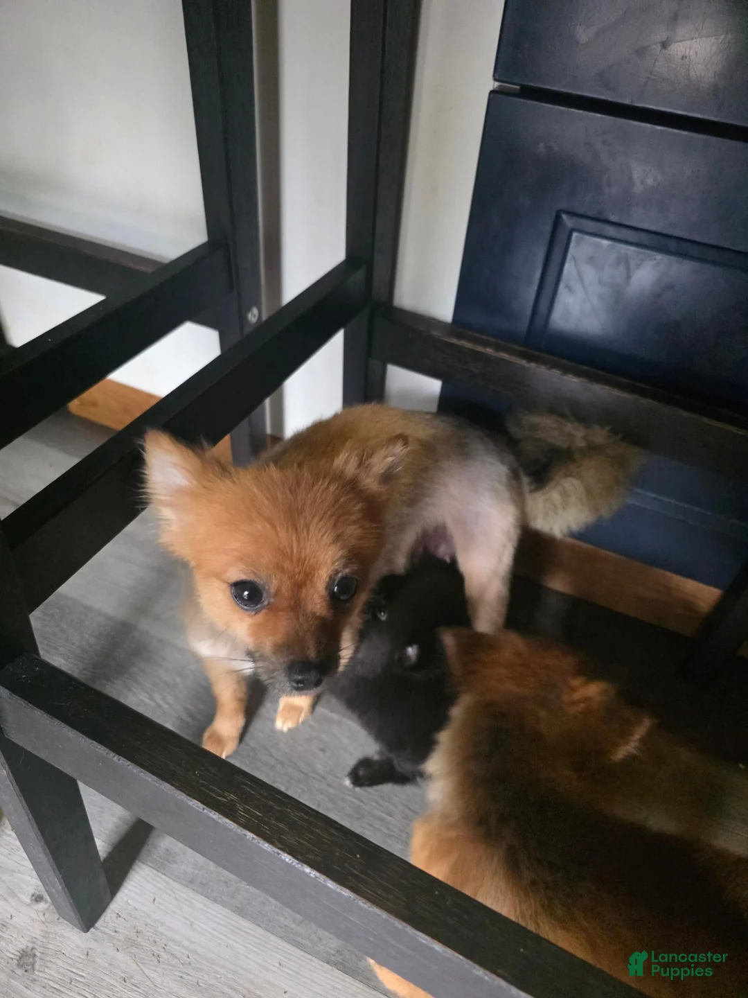 Pomeranian dogs for sale: Willow - Ad 3