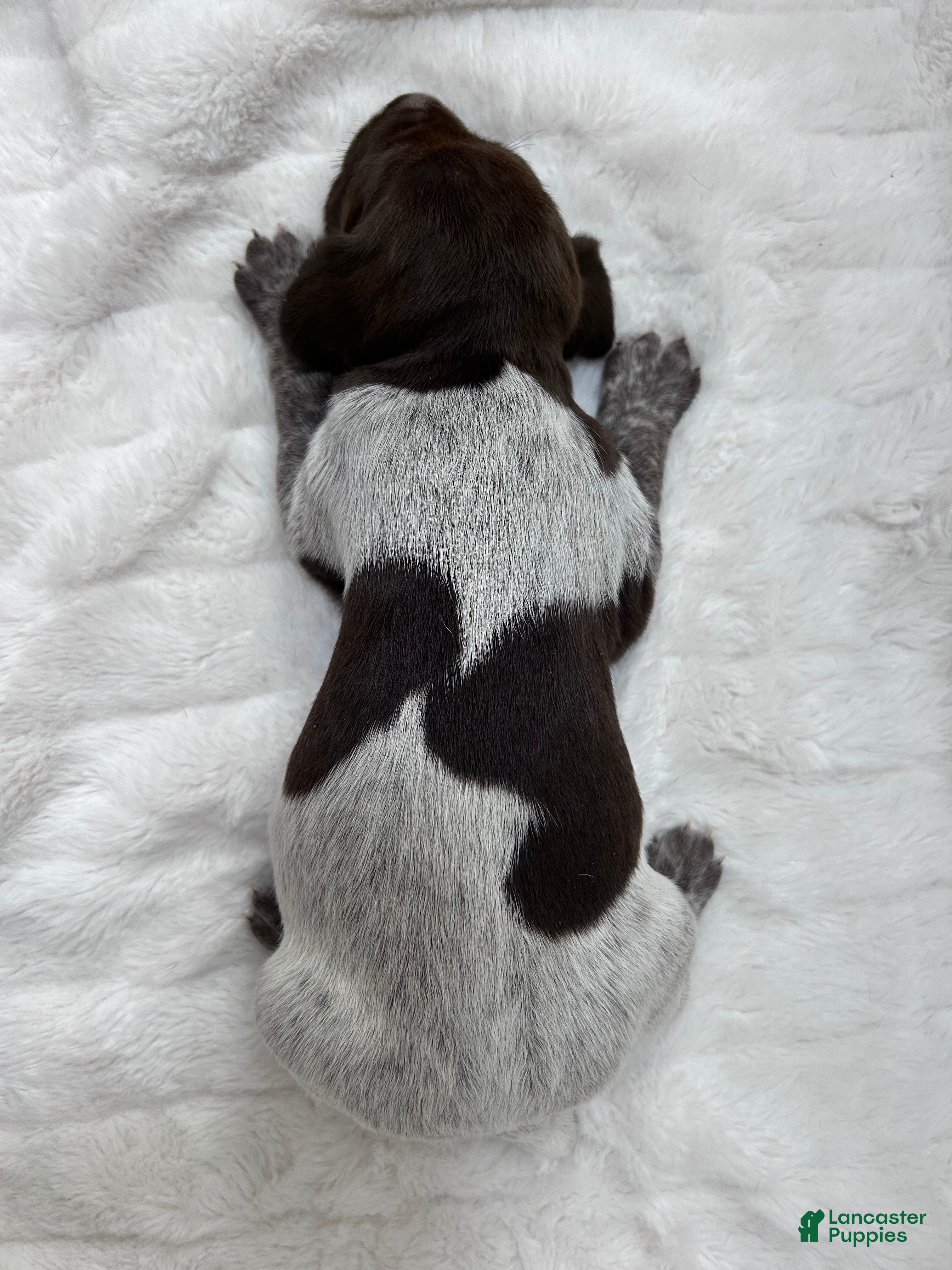 German Shorthaired Pointer dogs Angel - Ad 32