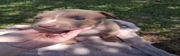 American Bully dogs for sale: American Bully 3 - Ad 1