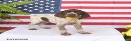 German Shorthaired Pointer dogs for sale: Taylor - Ad 3