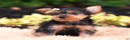 Yorkshire Terrier dogs for sale: Quibbi - Ad 2