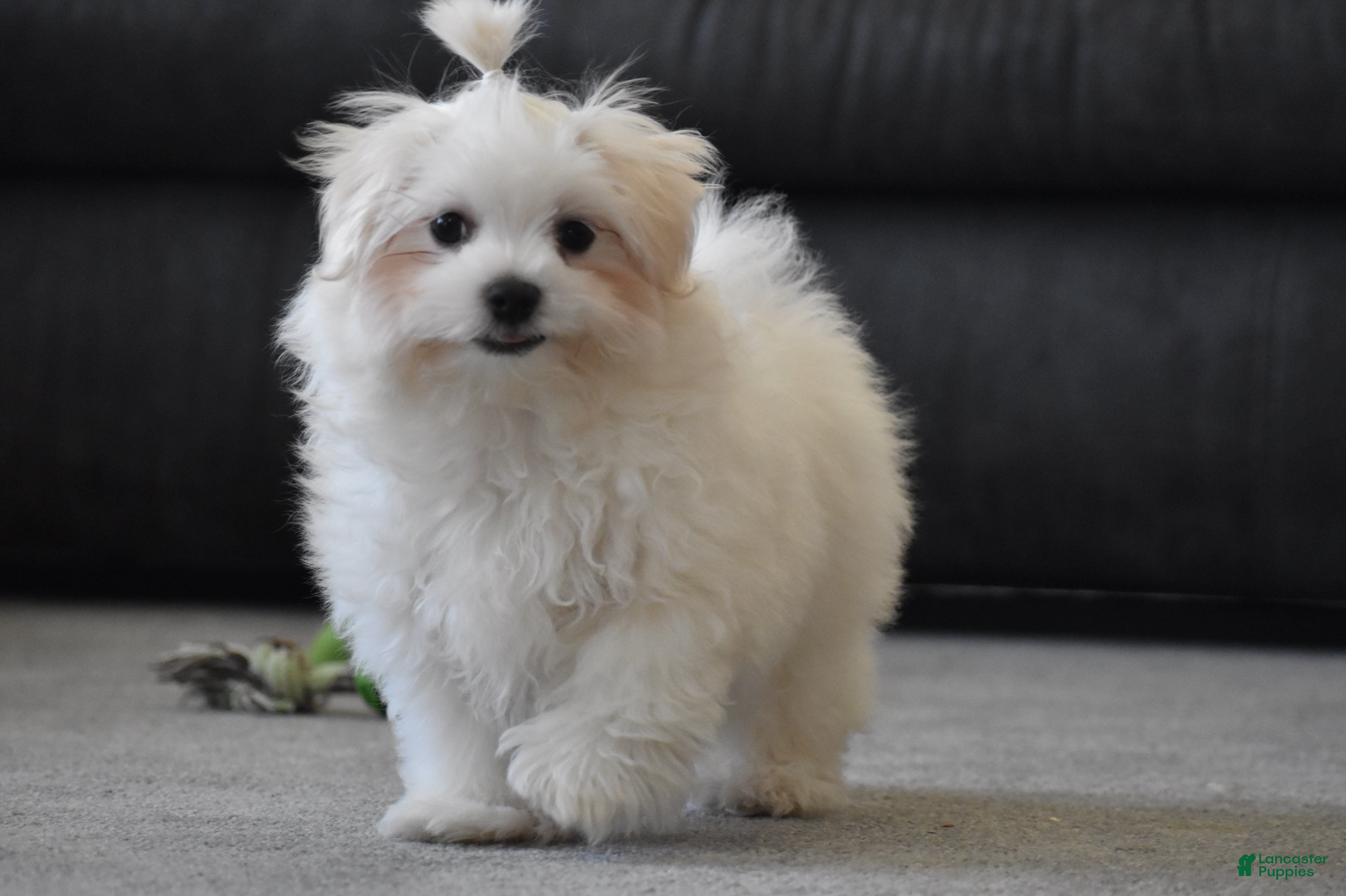Maltese dogs Finley - Ad 10
