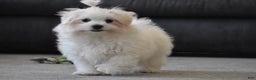 Maltese dogs for sale: Finley - Ad 1