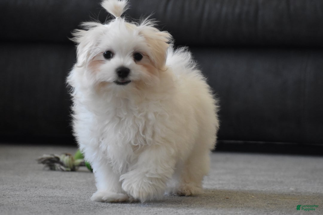 Maltese dogs for sale: Finley - Ad 1