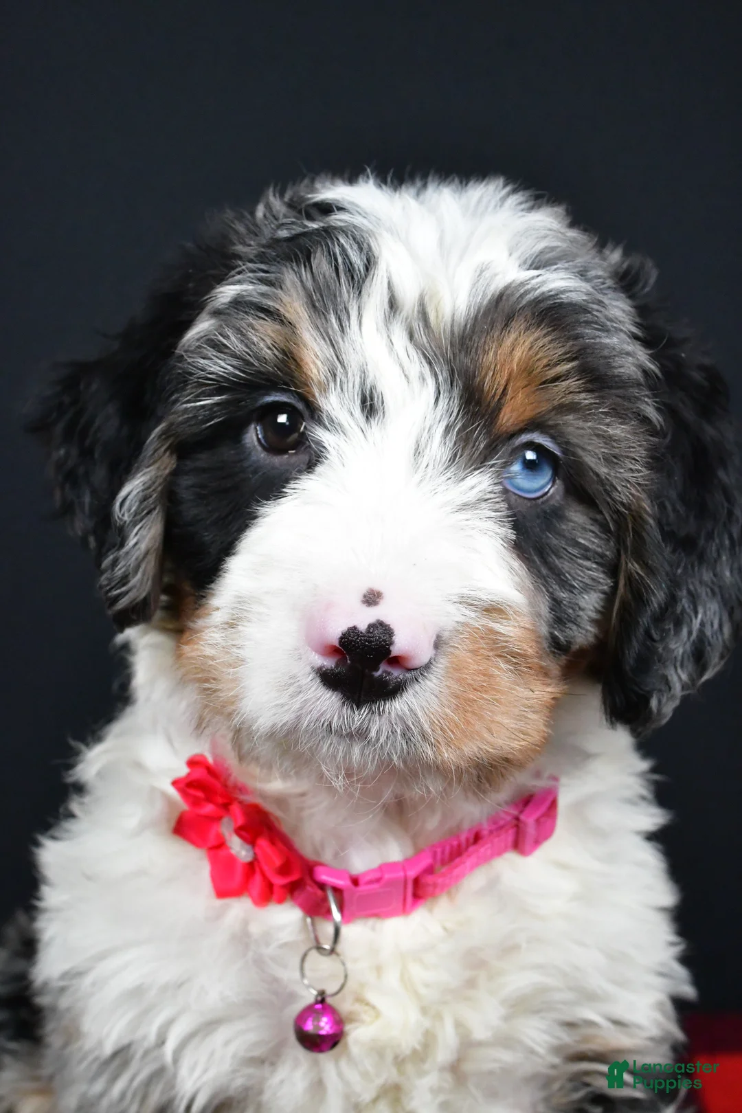 Mini Bernedoodle dogs for sale: Brenda - Ad 12