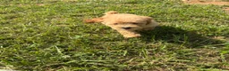 Toy Poodle dogs for sale: Goldie  - Ad 7